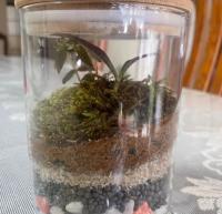 Terrarium