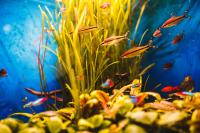 Tailormade aquarium with Plants and Fish