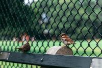 Renovation, Bird net